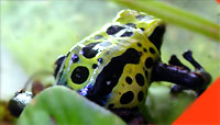 Dendrobates tinctorius