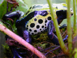 Dendrobates tinctorius