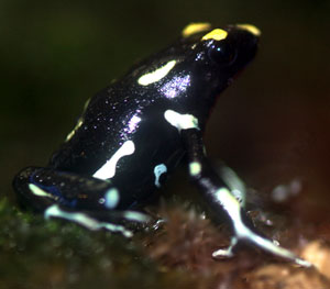 Dendrobates tinctorius 'Orange mountain'