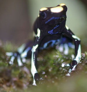 Dendrobates tinctorius 'Orange mountain'