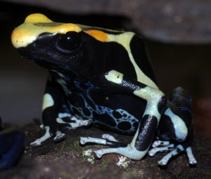 Dendrobates tinctorius 'Orange mountain'