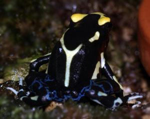 Dendrobates tinctorius 'Orange mountain'