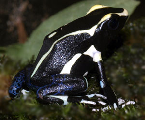 Dendrobates tinctorius 'Orange mountain'