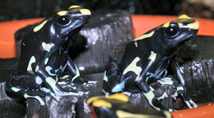 Dendrobates tinctorius 'Orange mountain'