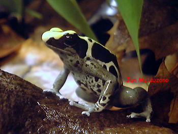 Dendrobates tinctorius