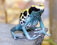 Dendrobates tinctorius