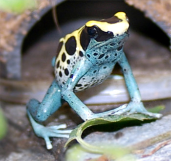 Dendrobates tinctorius