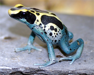 Dendrobates tinctorius