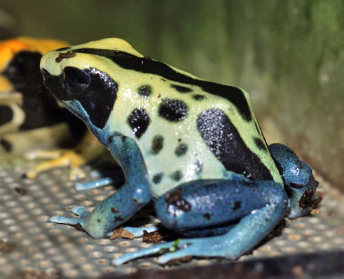 Dendrobates tinctorius