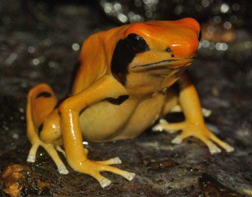 Dendrobates tinctorius Pic Matecho' 