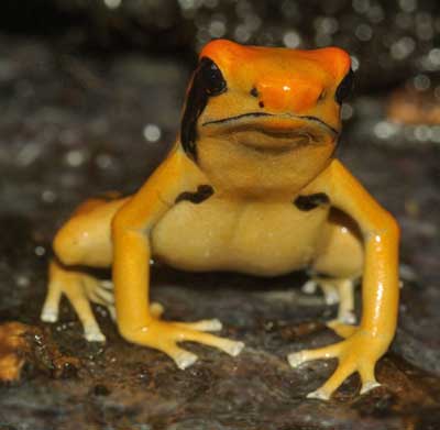 Dendrobates tinctorius Pic Matecho' 