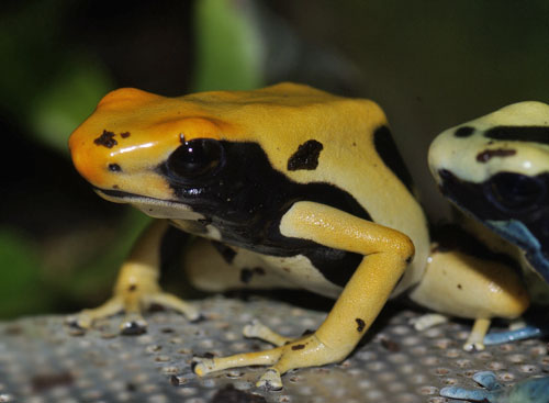 Dendrobates tinctorius Pic Matecho