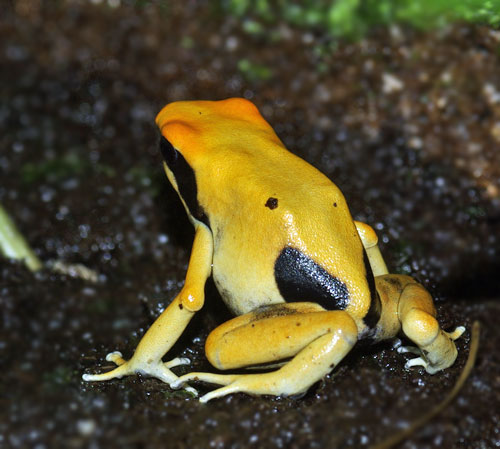 Dendrobates tinctorius Pic Matecho