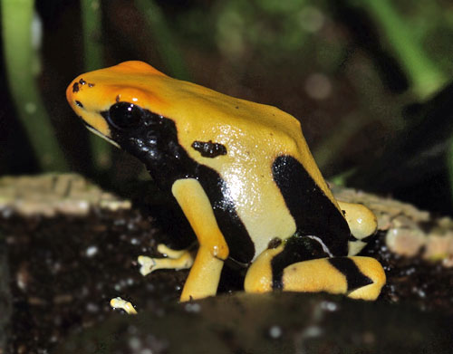 Dendrobates tinctorius Pic Matecho