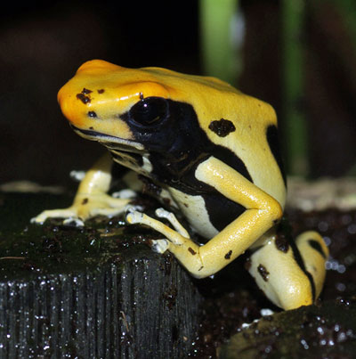 Dendrobates tinctorius Pic Matecho