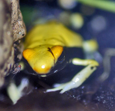 Dendrobates tinctorius 'Yellowback'