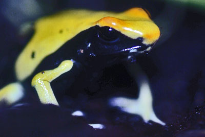 Dendrobates tinctorius 'Yellowback'