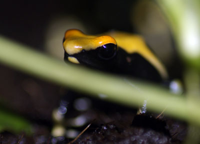 Dendrobates tinctorius 'Yellowback'