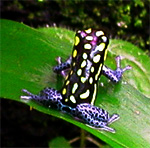 Dendrobates vanzolinii