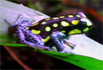 Dendrobates vanzolinii