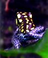 Dendrobates vanzolinii