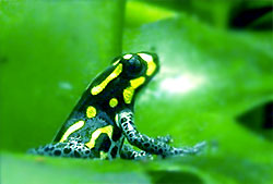 Dendrobates vanzolinii