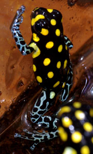 Dendrobates vanzolinii