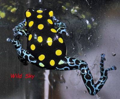 Dendrobates vanzolinii