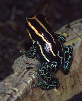 Dendrobates ventrimaculatus amazonicus