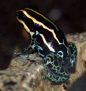 Dendrobates ventrimaculatus amazonicus