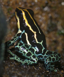 Dendrobates ventrimaculatus amazonicus