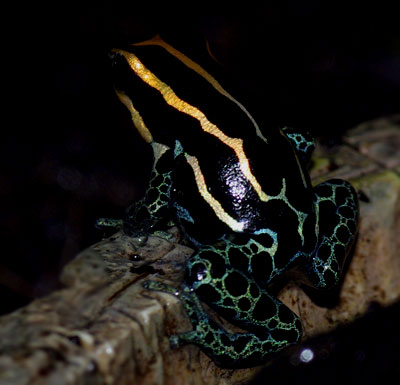 Dendrobates ventrimaculatus amazonicus