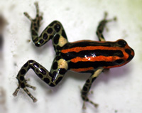 Dendrobates ventrimaculatus 'Panguana Red'