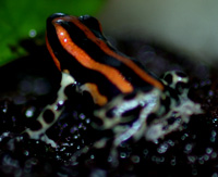 Dendrobates ventrimaculatus 'Panguana Red'