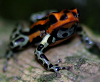 Dendrobates ventrimaculatus 'Panguana Red'