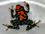 Dendrobates ventrimaculatus 'Panguana Red'