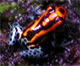 Dendrobates ventrimaculatus