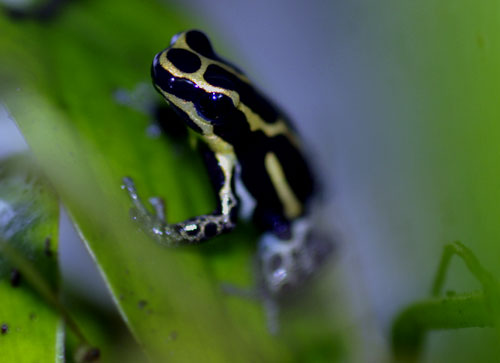 Dendrobates ventrimaculatus