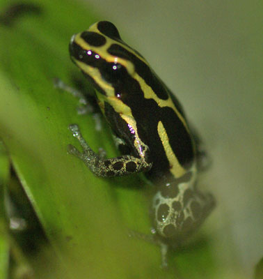 Dendrobates ventrimaculatus