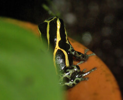 Dendrobates ventrimaculatus