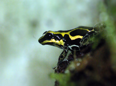 Dendrobates ventrimaculatus