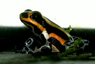 Dendrobates imitator 'Panguana Orange'