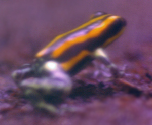 Dendrobates imitator 'Panguana Orange'