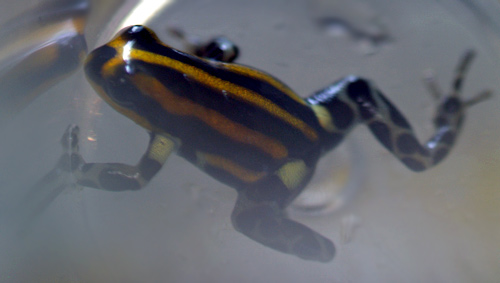 Dendrobates imitator 'Panguana Orange'