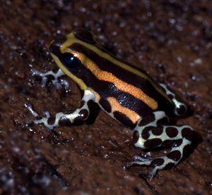 Dendrobates imitator 'Panguana Orange'IWf