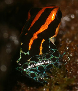 Dendrobates ventrimaculatus