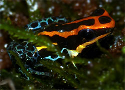 ベントリヤドクガエルdendrobates Ventrimaculatus Orange