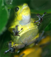 Dendrobates vicentei 'Green'