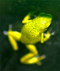 Dendrobates vicentei 'Green'