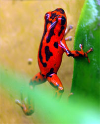 Dendrobates vicentei 'Red'